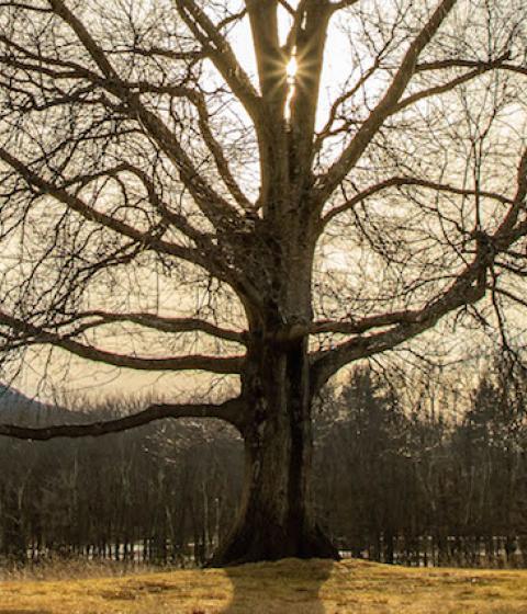 A Hampshire tree backlit by sun