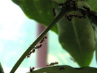 ants marching