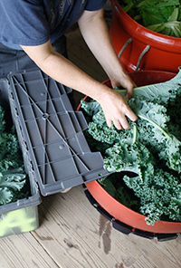 Hampshire College farm picking kale
