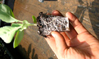 farm seedling in student's hand