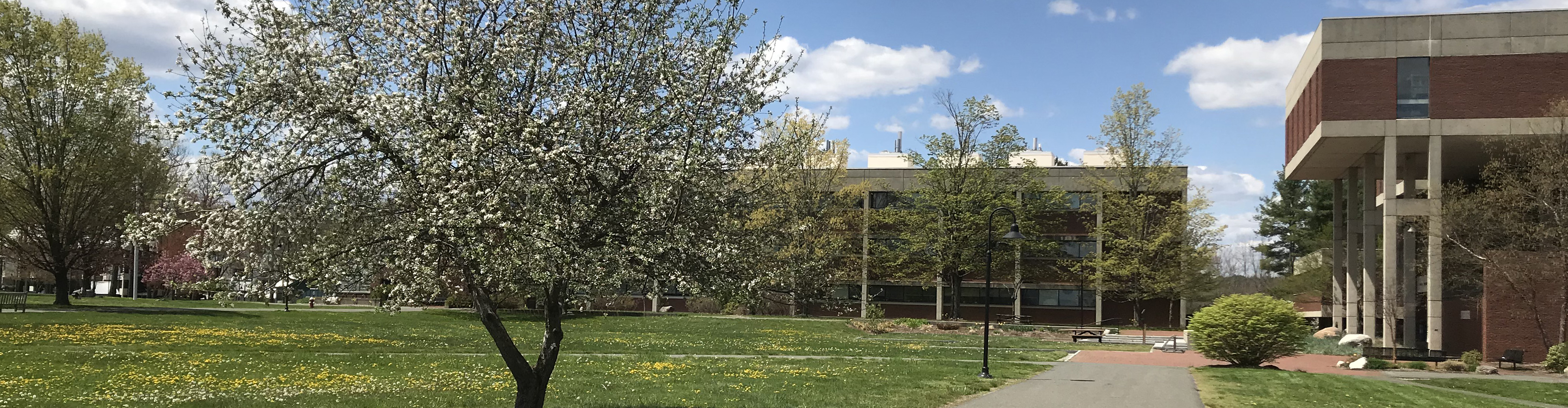 the center of campus, as seen in spring, with blue sky and green grass