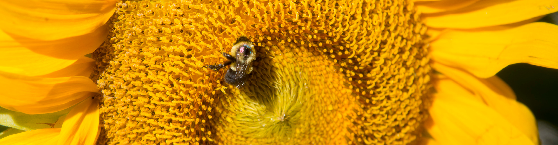 Bee next to flower
