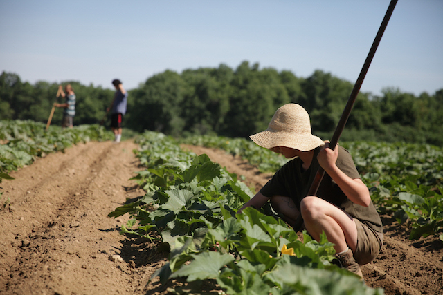 Hampshire College Farm Celebrates 25th Season of Community Supported ...