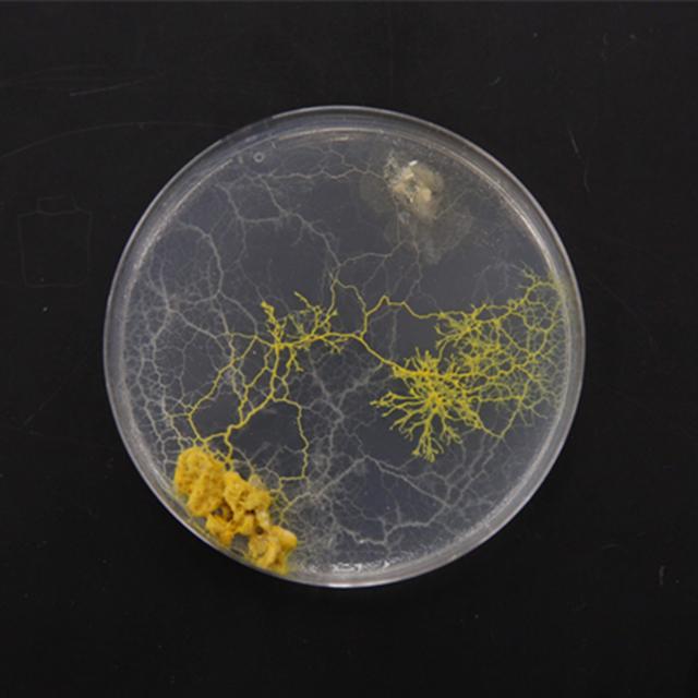 Physarum Polycephalum Facts