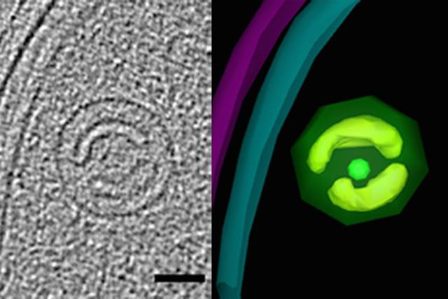 'What Are Those Alien Things In Bacteria?' Professor Dobro and Team of ...