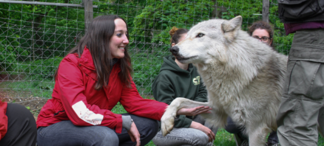 Lauren Robinson crouches and holds the paw of a large grey wolf.