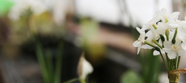 A Flower in the Hampshire College Greenhouse