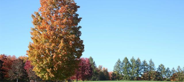 Foliage on campus at Hampshire College