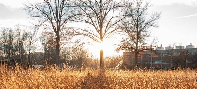 Campus landscape sunflare through trees