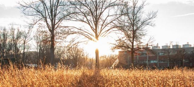 Campus with dry grasses and sunflare