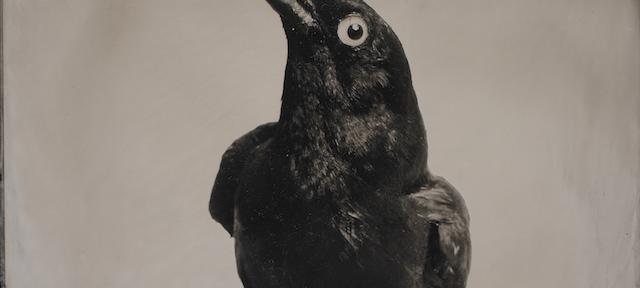 Grackle on Branch by Mary Frey