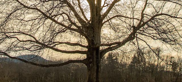 A Hampshire tree backlit by sun