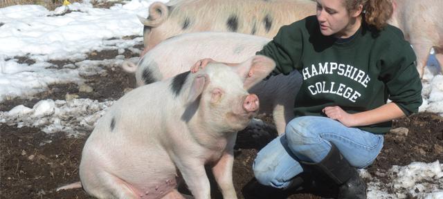 Hampshire College student April Nugent works with pigs on the Hampshire College Farm Center