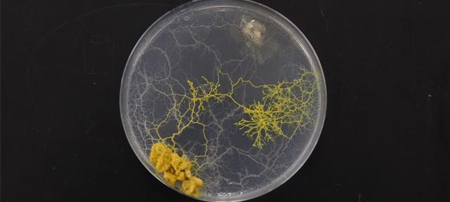 The plasmodial slime molds known as Physarum polycephalum, being studied at Hampshire College