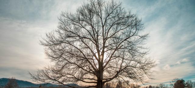 Tree in sun