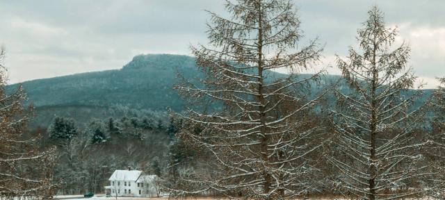 Snowy trees on campus