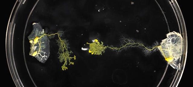 Slime-mold experiment photo by Raina Mendel Slime-mold experiment photo by Raina Mendel