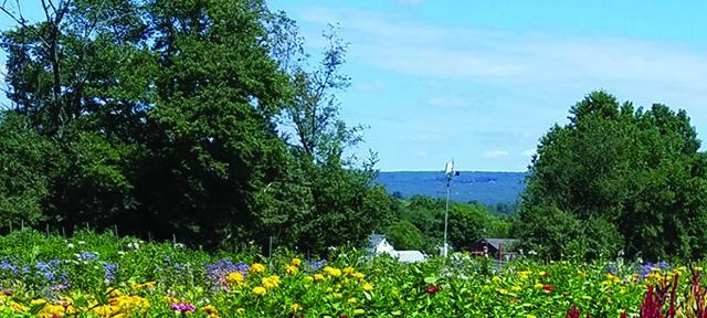 Hampshire College campus summer