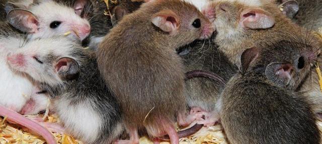 mice mice