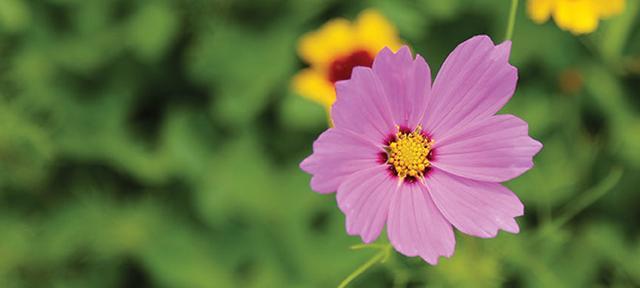 flower flower