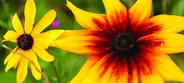 flower flower