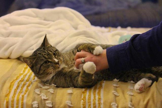 Tabby cat with hand on belly