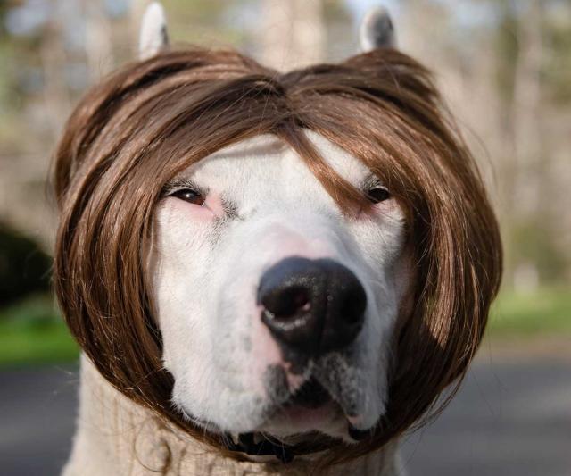 "Karen" Dmity's dog Pepper in character wearing a short brown wig.