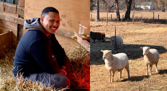 A split image featuring Sean Wilde 21F and a group of sheep. On the left, Sean sits smiling on a bed of hay inside a wooden barn stall, wearing a hoodie and dark clothing. On the right, three sheep—two white and one black—stand in a sunny pasture near a metal shelter, with more sheep and a red barn visible in the background. The setting appears rural, with leafless trees and a quiet farm landscape.