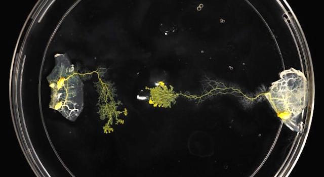 Slime-mold experiment photo by Raina Mendel