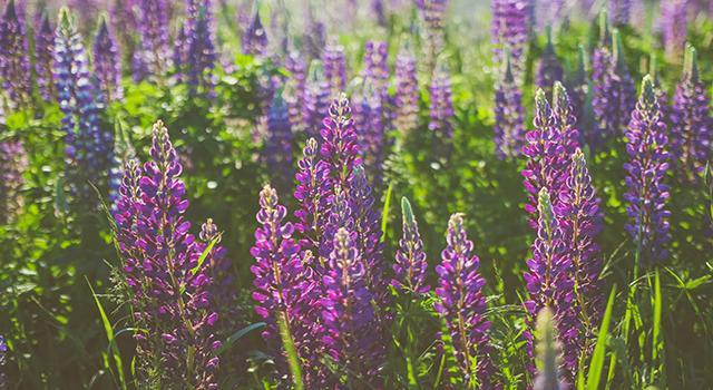 lupine in Maine