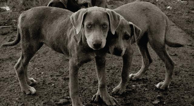 What is a Dog?