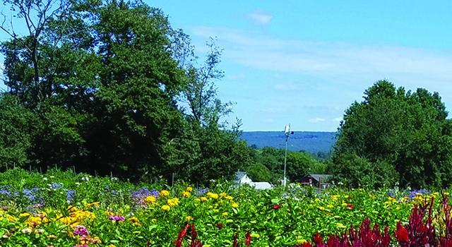 Hampshire College campus summer