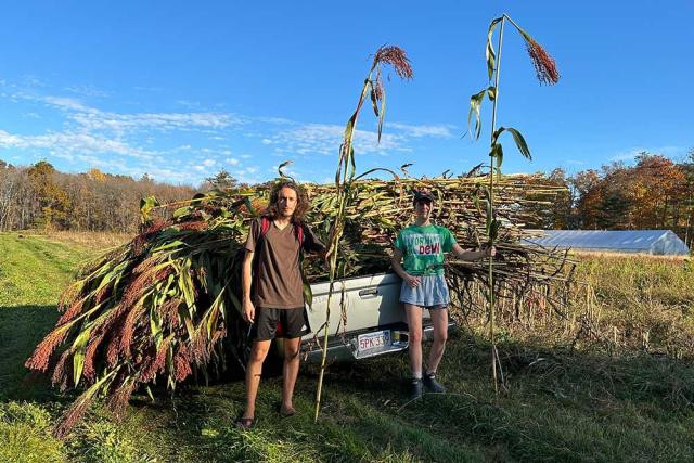 Harvesting broom corn