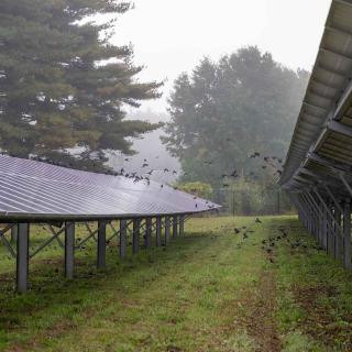 Ravens fly around solar panels