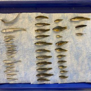 Fish samples from Childs River
