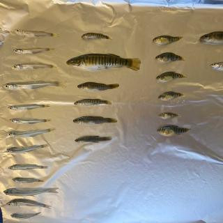 Fish samples from Sage Lot Pond 