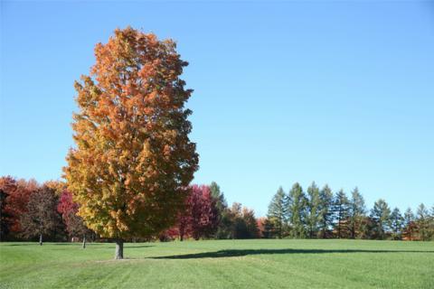 Foliage on campus at Hampshire College