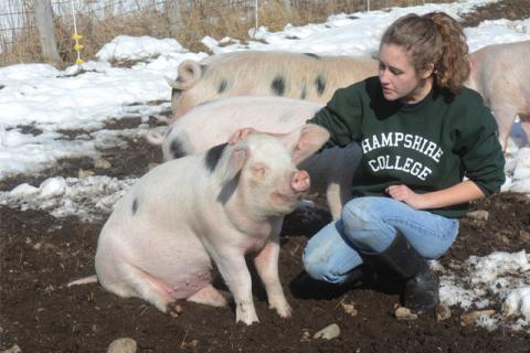 Hampshire College student April Nugent works with pigs on the Hampshire College Farm Center