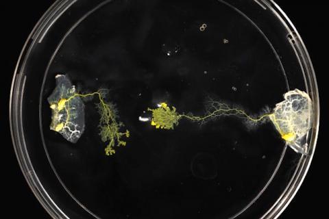 Slime-mold experiment photo by Raina Mendel