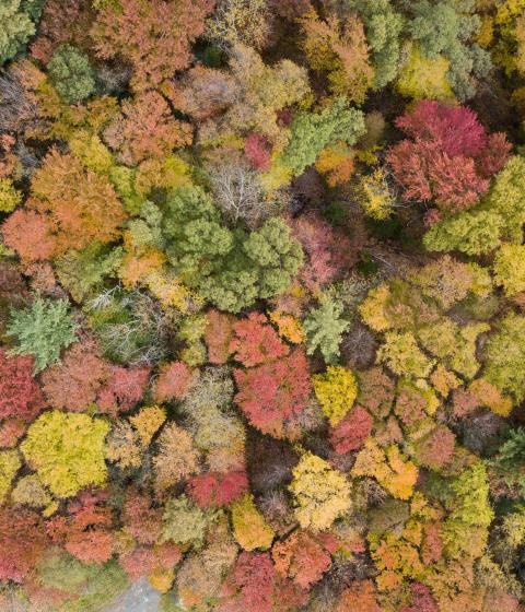 Drone shot of colorful autumn leaves.