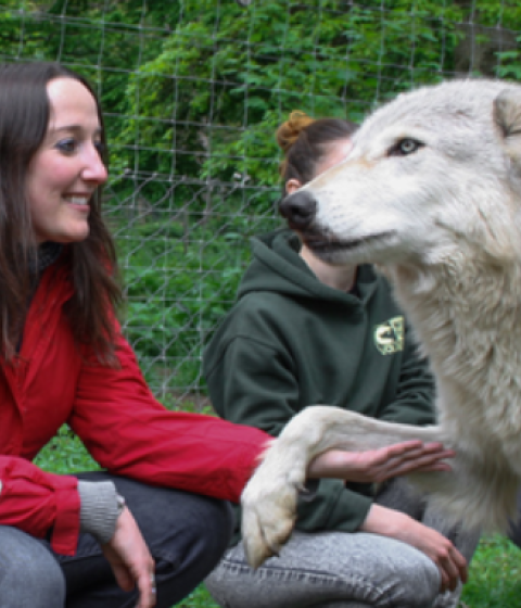 Lauren Robinson crouches and holds the paw of a large grey wolf.