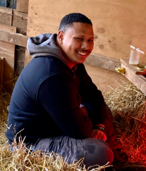 A split image featuring Sean Wilde 21F and a group of sheep. On the left, Sean sits smiling on a bed of hay inside a wooden barn stall, wearing a hoodie and dark clothing. On the right, three sheep—two white and one black—stand in a sunny pasture near a metal shelter, with more sheep and a red barn visible in the background. The setting appears rural, with leafless trees and a quiet farm landscape.