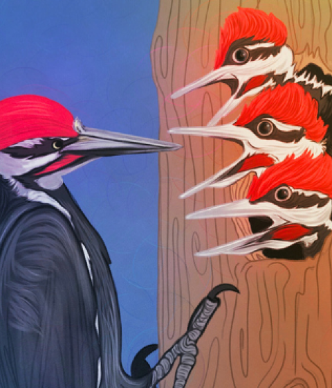 Artwork featuring a woodpecker looking at three smaller woodpeckers in a hole in a tree.