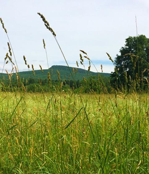 hampshire college campus 2019