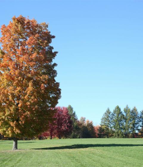 Foliage on campus at Hampshire College