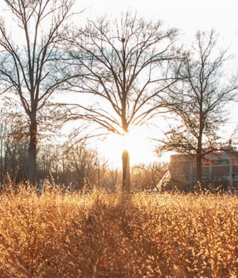 Campus landscape sunflare through trees