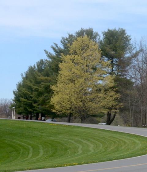 spring on campus 2017