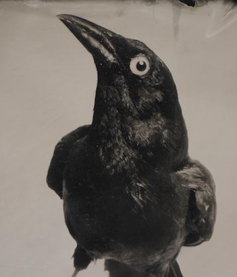 Grackle on Branch by Mary Frey
