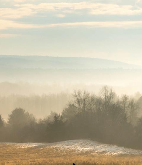 Hampshire meadow