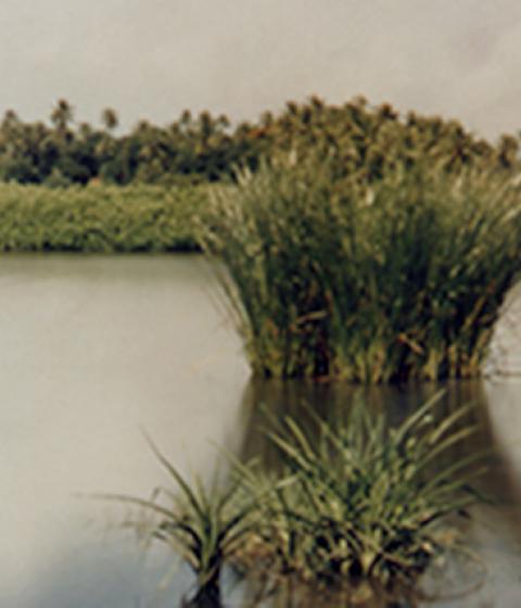 Kate P. Freedberg Pinhole